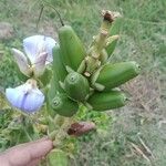 Acanthus ilicifolius Frukto