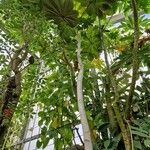 Cecropia schreberiana Hábito