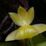 Epidendrum hunterianum Flor