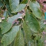 Koelreuteria elegans Hoja