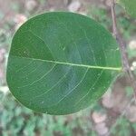Chrysobalanus icaco Feuille