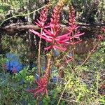 Erythrina herbacea 花