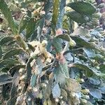 Opuntia monacantha 整株植物