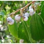 Azara petiolaris ഫലം