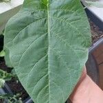 Datura innoxia Leaf