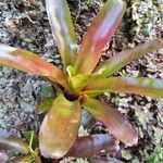 Neoregelia farinosa Fuelha