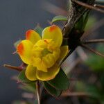 Berberis tsarica Blüte