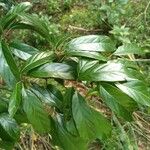 Frangula caroliniana Leaf