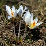 Crocus reticulatus Blomma