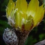 Astrophytum caput-medusae Flor