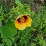 Abutilon hirtum Květ