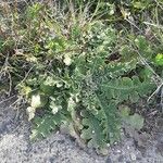 Verbascum sinuatum برگ