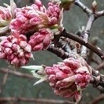 Viburnum × bodnantense Blomma