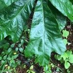 Quercus marilandica Hoja