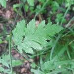 Chaerophyllum temulum Leaf
