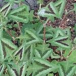 Persicaria capitata Blatt