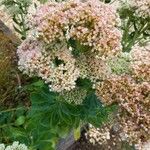 Sedum telephium Flower