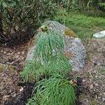 Paeonia tenuifolia Blatt