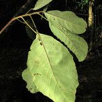 Sloanea eichleri Leaf