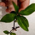 Ludwigia palustrisDeilen