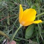 Eschscholzia californica Flors
