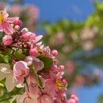 Cassia javanicaBlüte