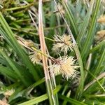 Carex foliosissima Flower