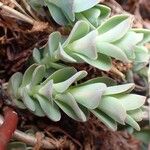Sedum anacampseros Habit