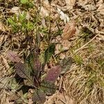 Hieracium venosum Листок