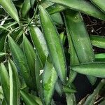 Hoya longifolia Folha