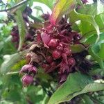 Leycesteria formosaFroito