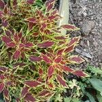 Amaranthus tricolorJani