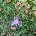 Centaurea nervosa Flower