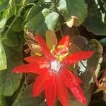 Passiflora miniata ফুল