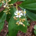 Miconia conorufescens