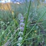 Micromeria nervosa Flower