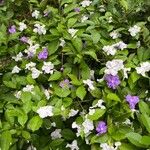 Brunfelsia uniflora Листок