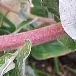 Helichrysum foetidum പുറംതൊലി