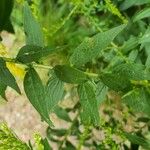 Solidago ulmifolia 叶