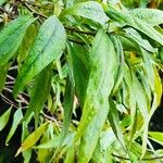 × Chitalpa tashkentensis Fuelha