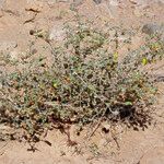 Helianthemum lippii Yeri