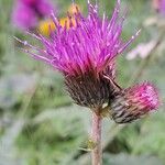 Cirsium rivulare 花