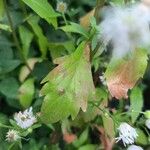 Erigeron strigosusFolio