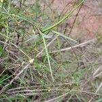 Secamone tenuifolia Fruto