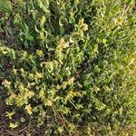 Barleria eranthemoides Hoja