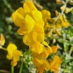 Crotalaria emarginella Λουλούδι