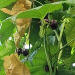 Dioscorea sansibarensis Hábito