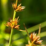 Juncus capitatus Інше