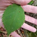 Solidago flexicaulis Leaf