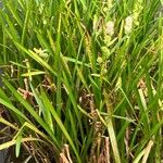 Sparganium emersum Likasa